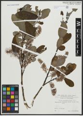 Foto von Salix appendiculata Vill.